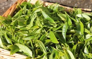 Kinnettles Gold Tea