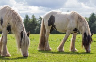 Redwings Mountains horse sanctuary, Forfar