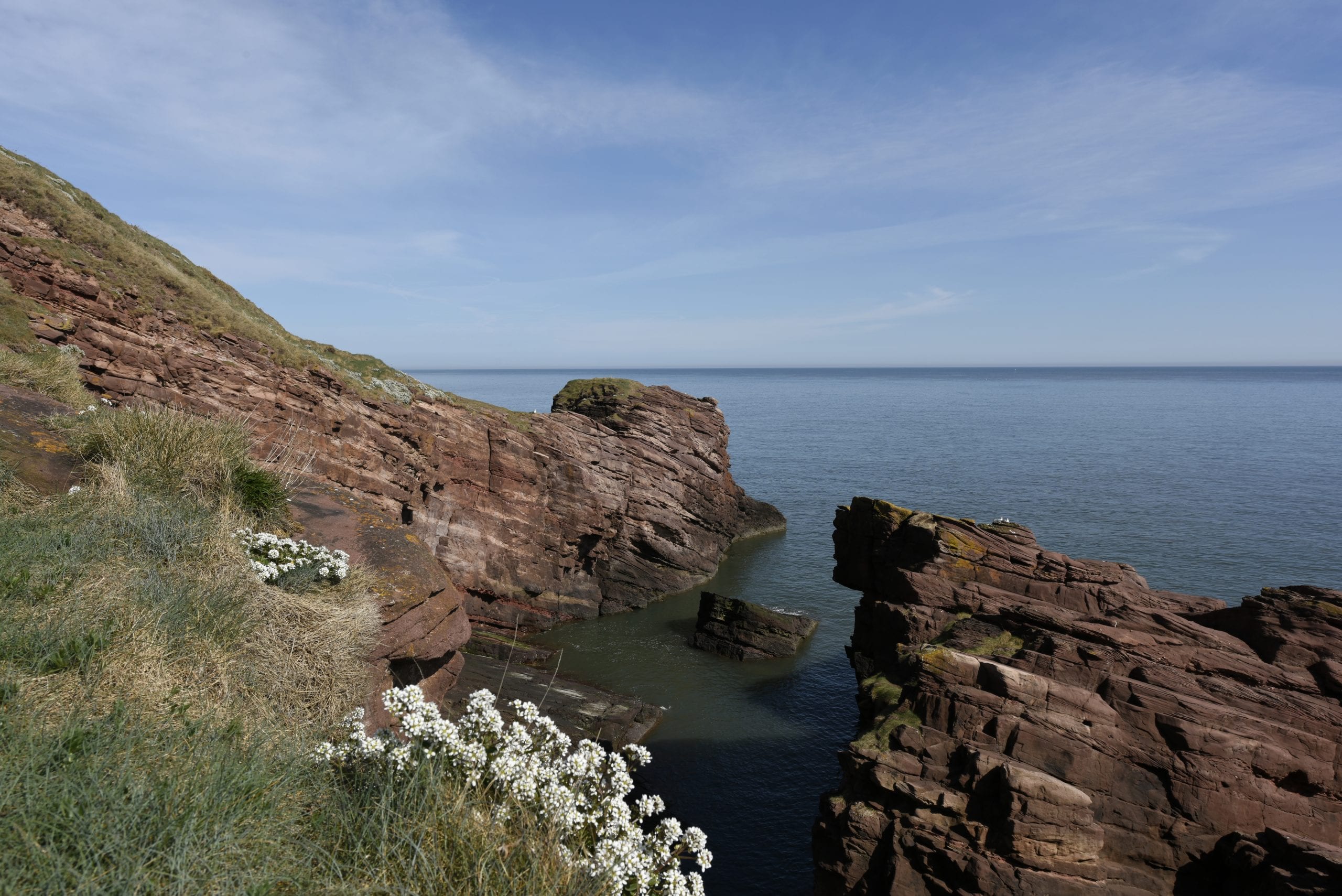 Whale & Dolphin Watching on the Angus Coast