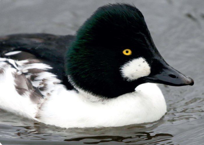 Duck Dorm Workshop