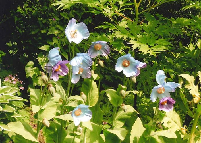 Inchmill Cottage Gardens