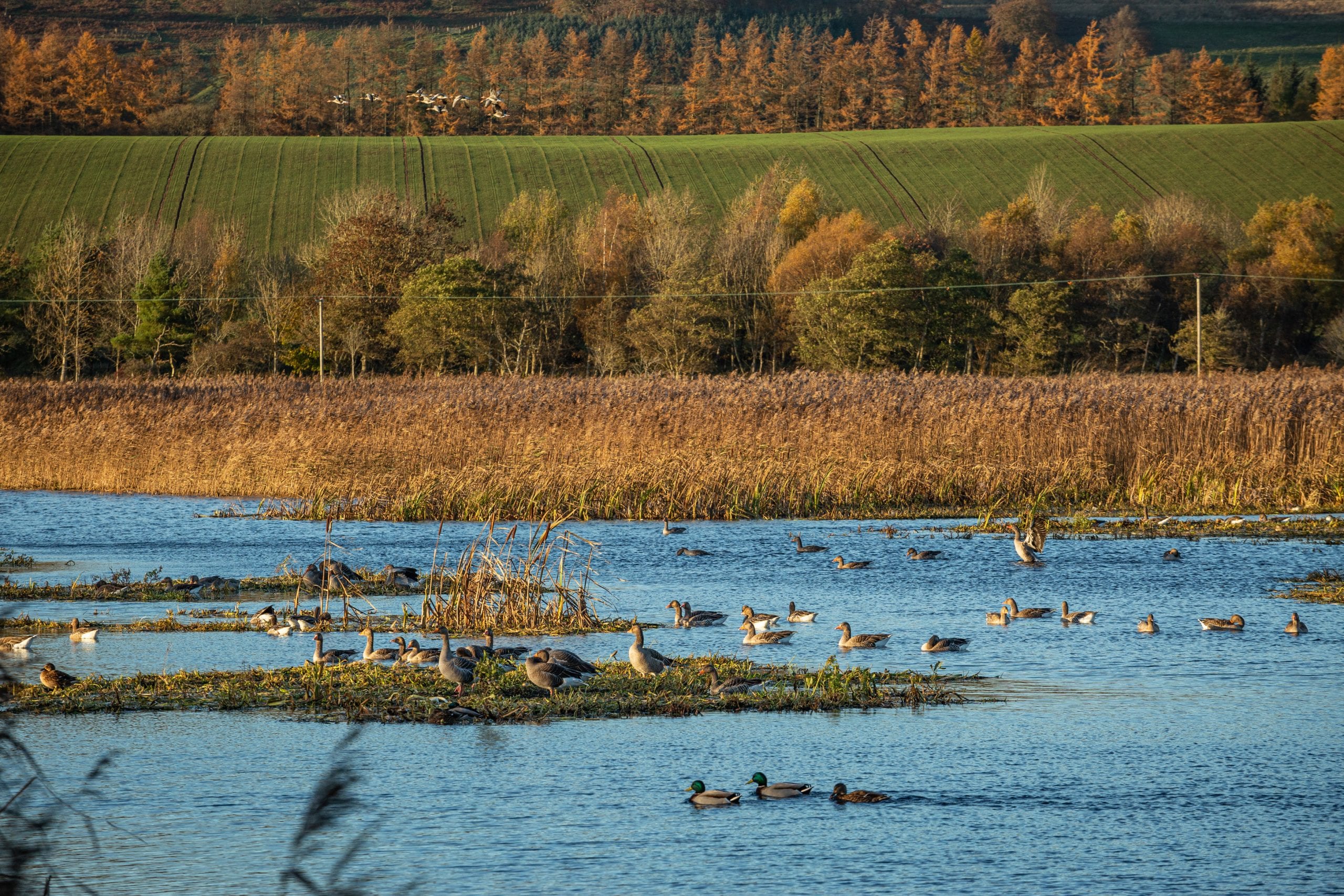 Loch of Kinnordy