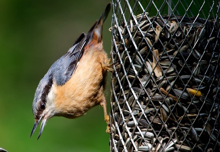 Bird Feeding