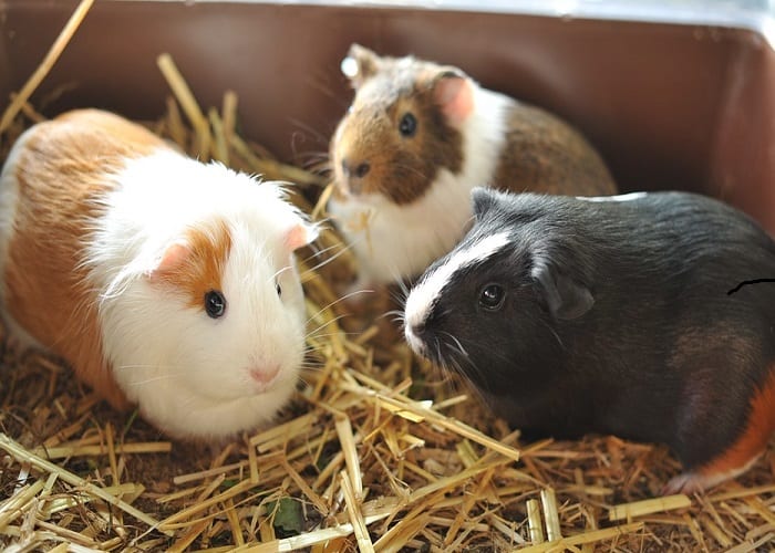 Guinea Pigs