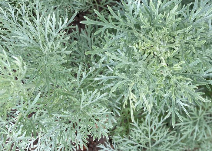 Talk and Planting