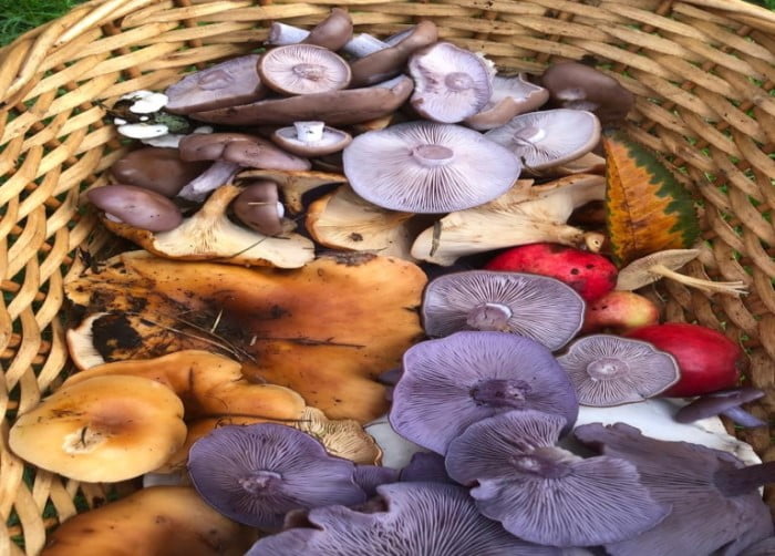 Hospitalfield Mushrooms