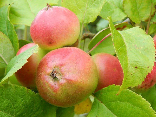 Hospitalfield Apples