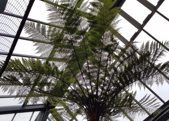Hospitalfield Fern Fever