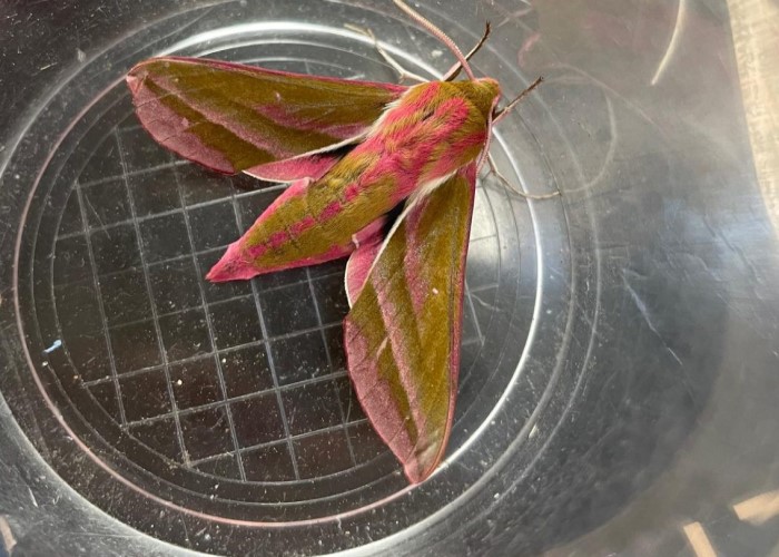 Moth Breakfast
