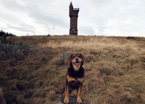 Dog at Airlie Monument