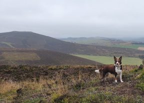 Dog at Caterthuns