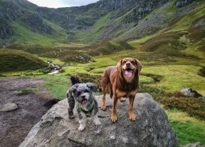 Dogs at Corrie Fee