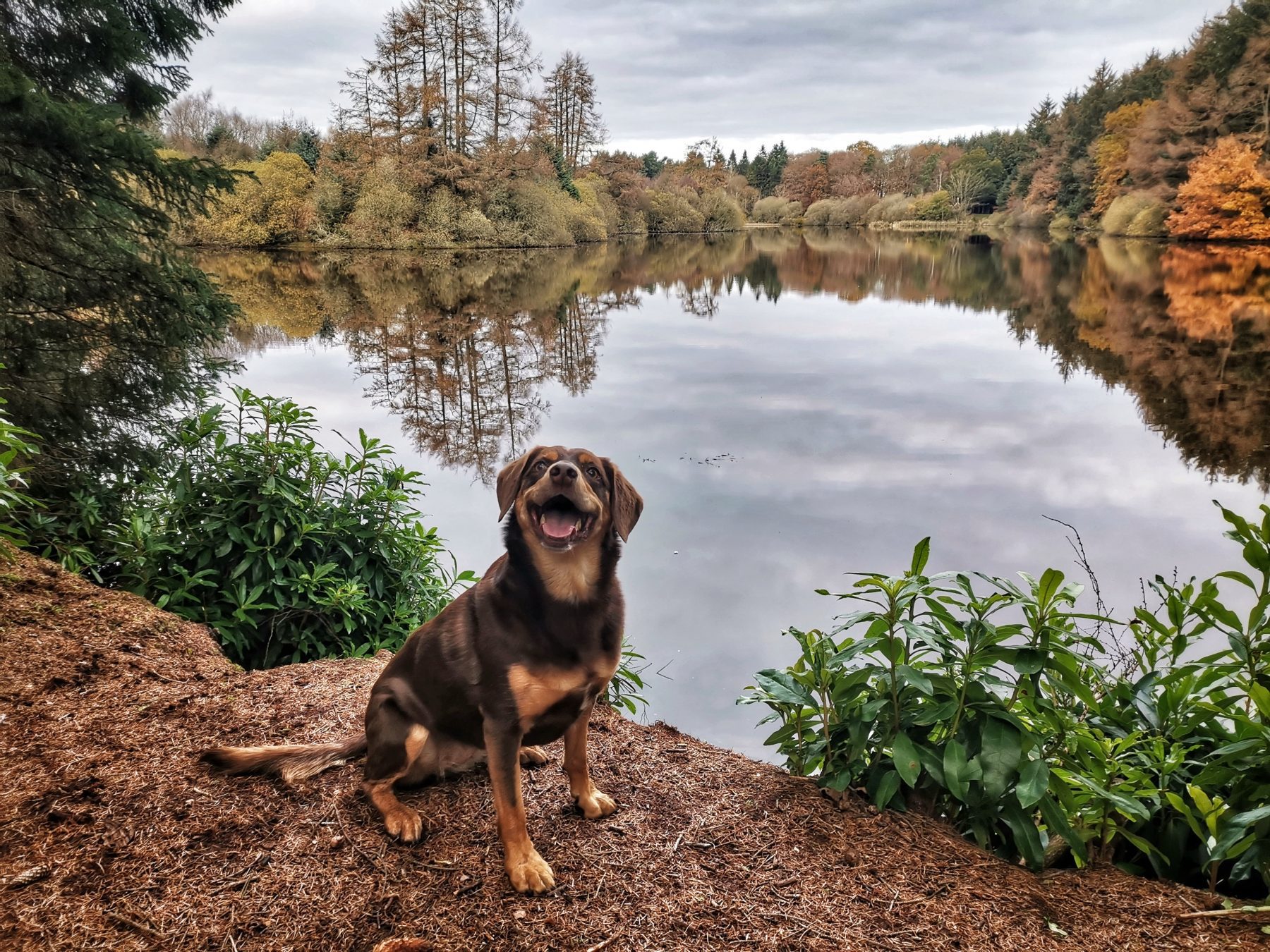 Dog at Crombie