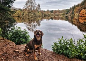 Dog at Crombie Park