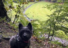 Kirriemuir Den - a dog and family friendly place to visit