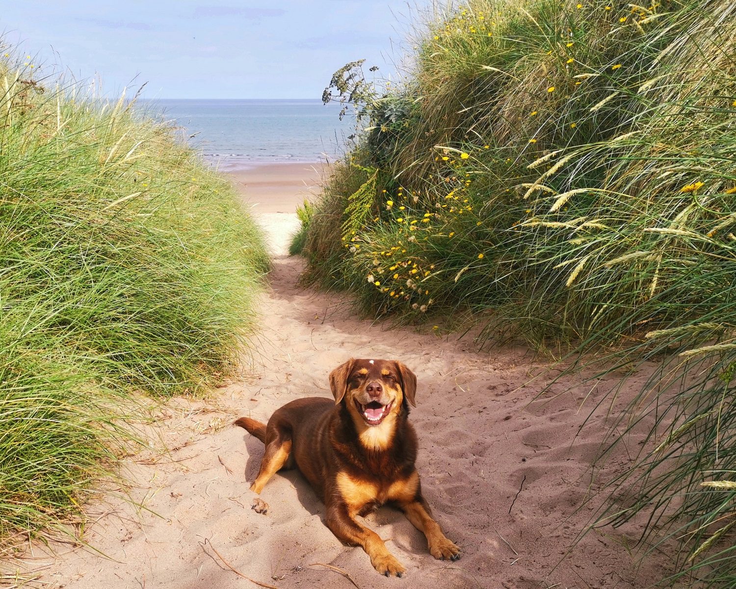 Dog friendly walks in Angus