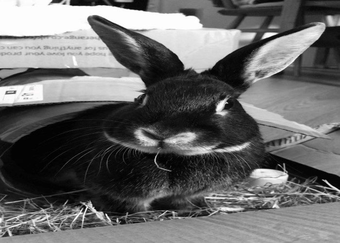 Animal Rescue Centre Easter Funday