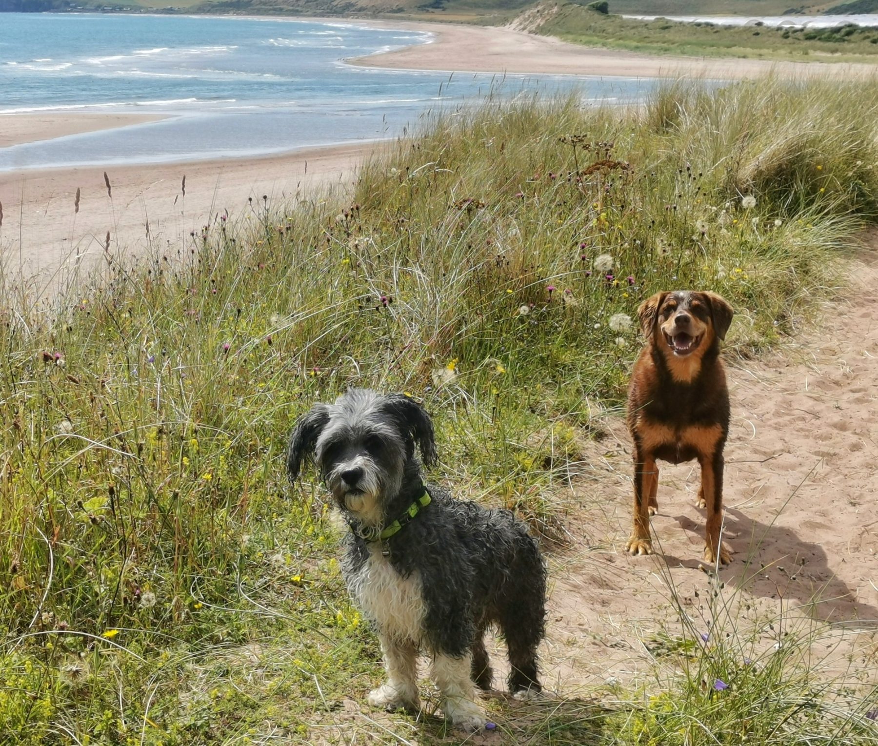 Enjoy a Dog-Friendly Break in Angus this Spring
