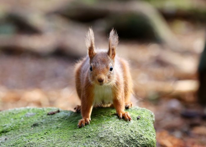 Red Squirrel - New