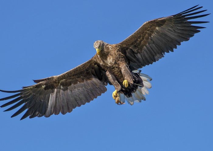Eagle