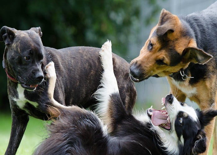 Dogs at Kingennie