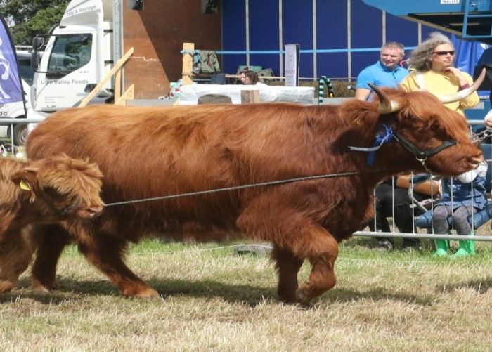 Kirriemuir Show