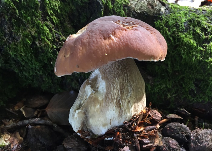 Mushroom