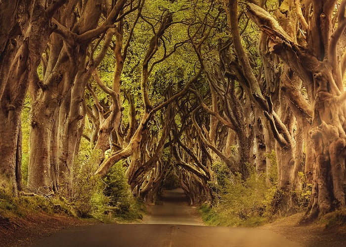 Tree Avenue