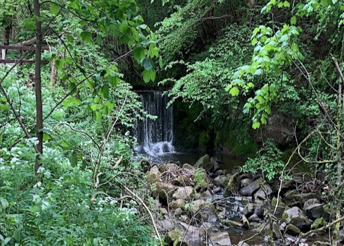 Wonderful Woodlands at Barry Mill