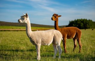 Alpaca Walking Experience