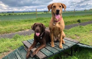 Drumgley Dog Park
