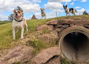 Pathhead Farm Dog Park