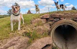 Pathhead Farm Dog Park