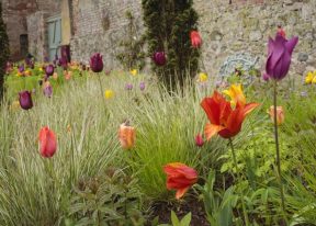Tulip Planting at Hospitalfield