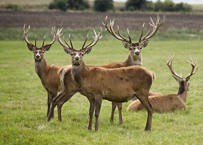Deer