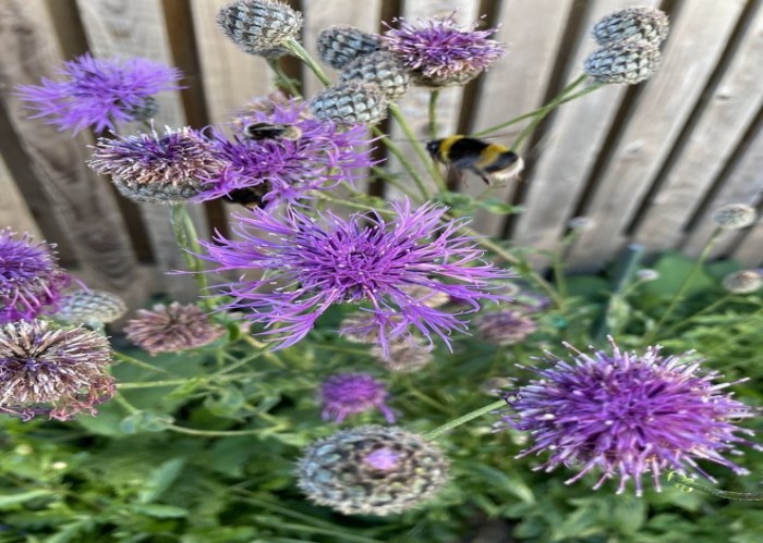 St Bedes Garden